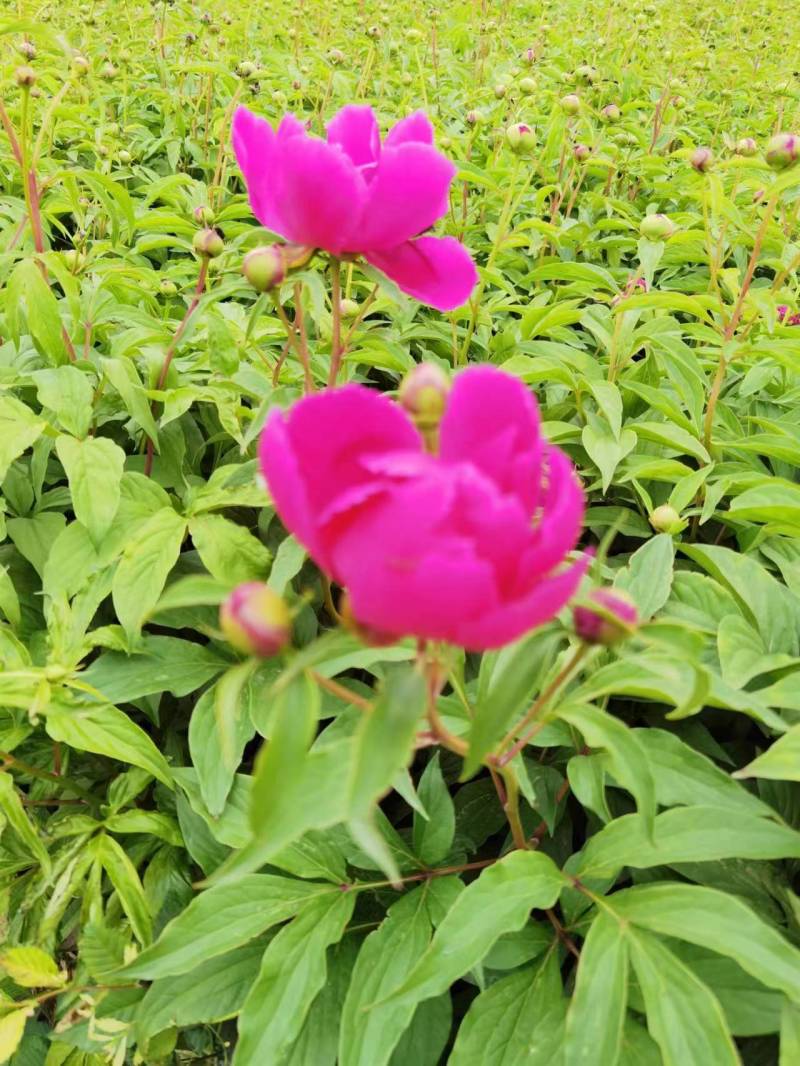 芍药，芍药苗，观赏芍药，芍药基地，欢迎采购