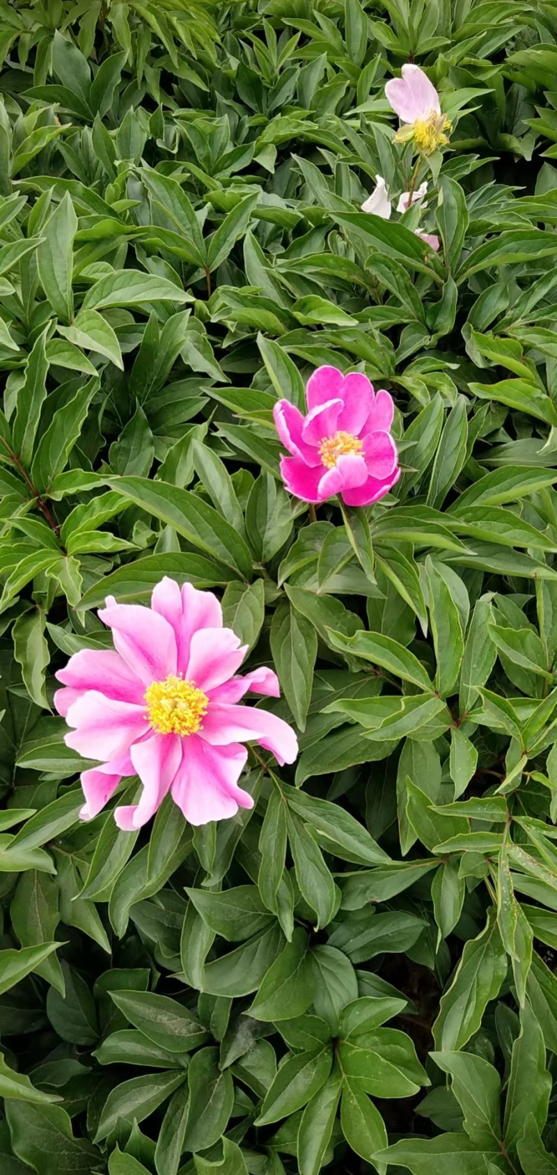 芍药，芍药苗，观赏芍药，芍药基地，欢迎采购