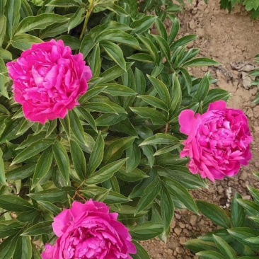 芍药，芍药苗，观赏芍药，芍药基地，欢迎采购
