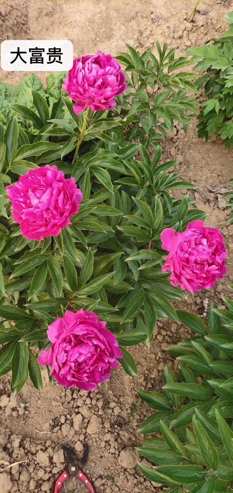 芍药，芍药苗，观赏芍药，芍药基地，欢迎采购