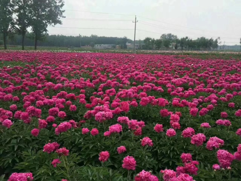芍药，芍药苗，观赏芍药，芍药基地，欢迎采购