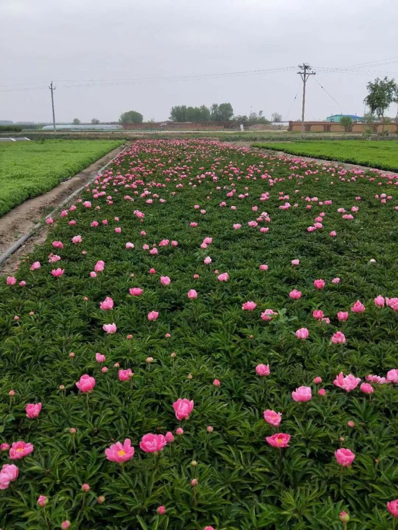 芍药，芍药苗，观赏芍药，芍药基地，欢迎采购