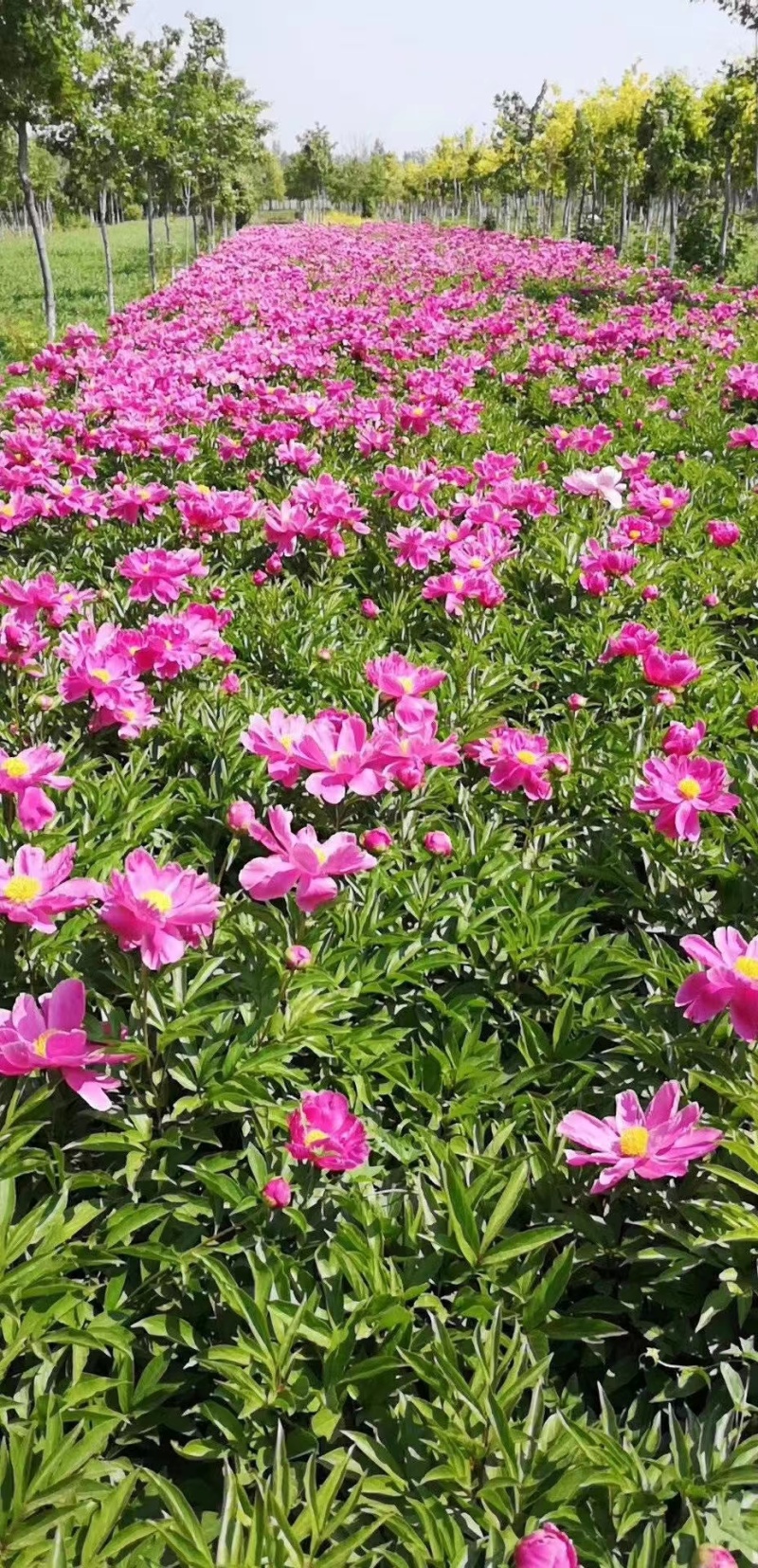 芍药，芍药苗，观赏芍药，芍药基地，欢迎采购