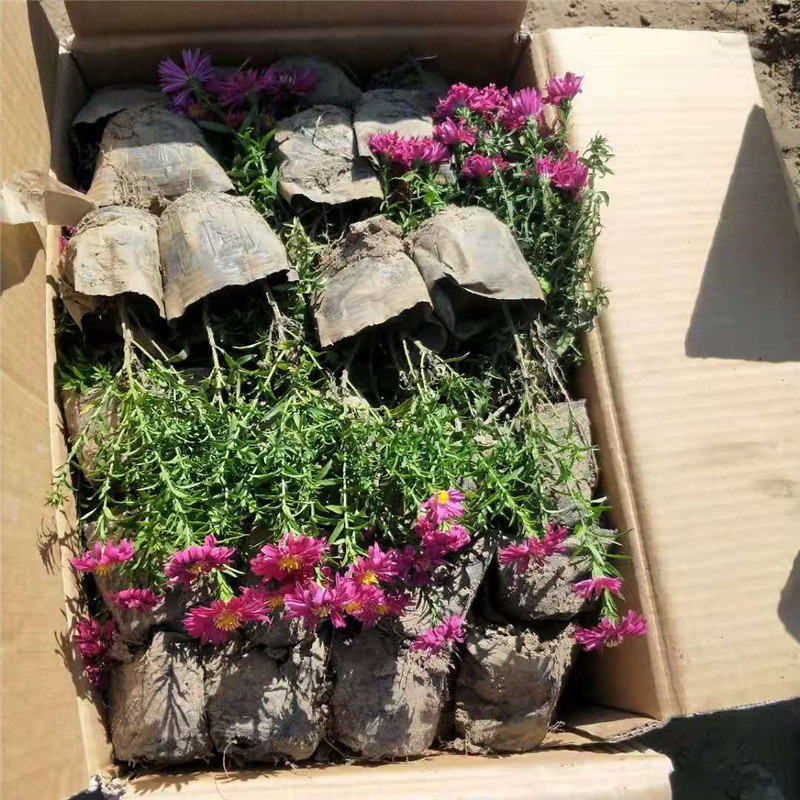 荷兰菊，菊花，耐寒花卉，质量保证.基地直销欢迎采购。