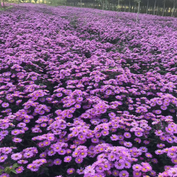 荷兰菊，菊花，耐寒花卉，质量保证.基地直销欢迎采购。
