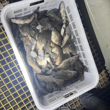 鳜鱼，新鲜鳜鱼，大小可选，量大优惠，欢迎来电咨询