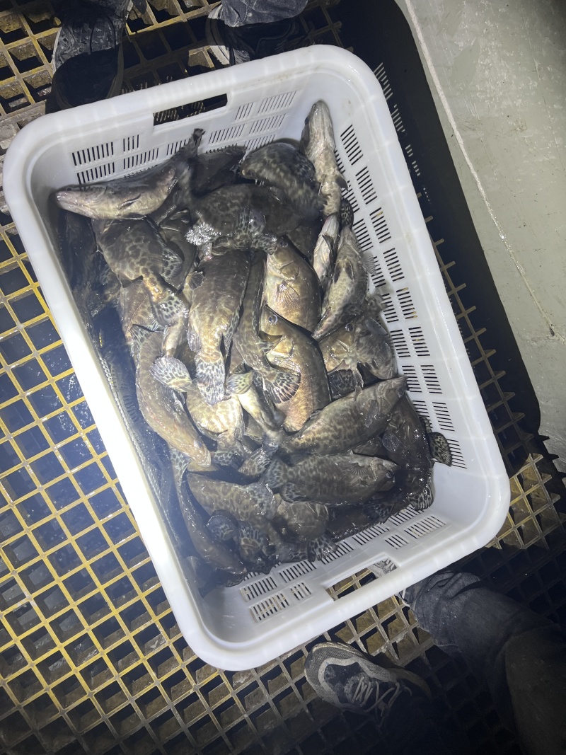 鳜鱼，新鲜鳜鱼，大小可选，量大优惠，欢迎来电咨询