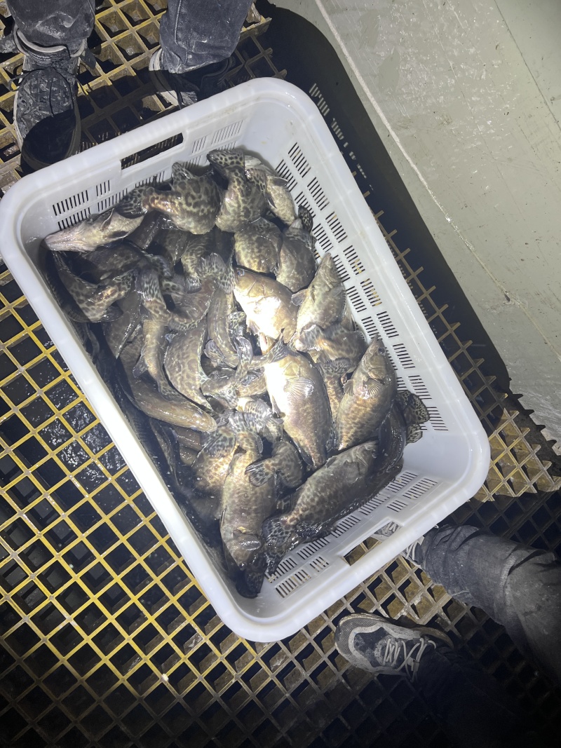 鳜鱼，新鲜鳜鱼，大小可选，量大优惠，欢迎来电咨询