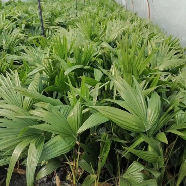 蒲葵批发小蒲葵基地供应蒲葵杯苗工程苗子