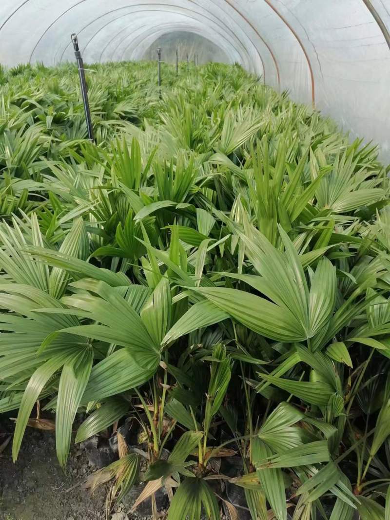 蒲葵批发小蒲葵基地供应蒲葵杯苗工程苗子