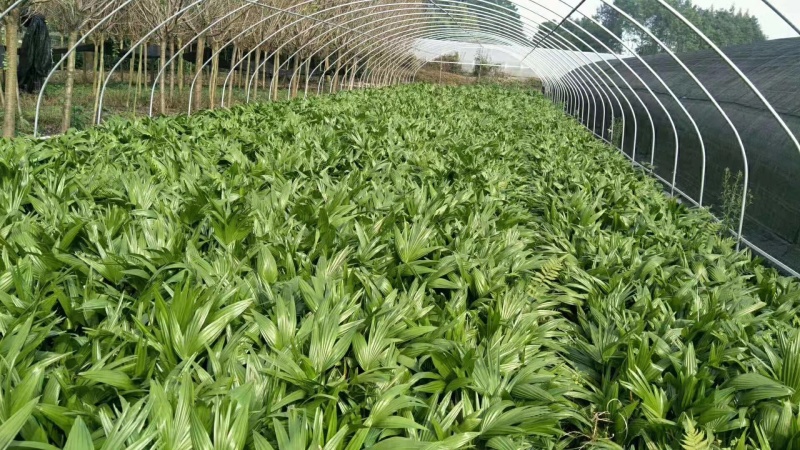 蒲葵批发小蒲葵基地供应蒲葵杯苗工程苗子