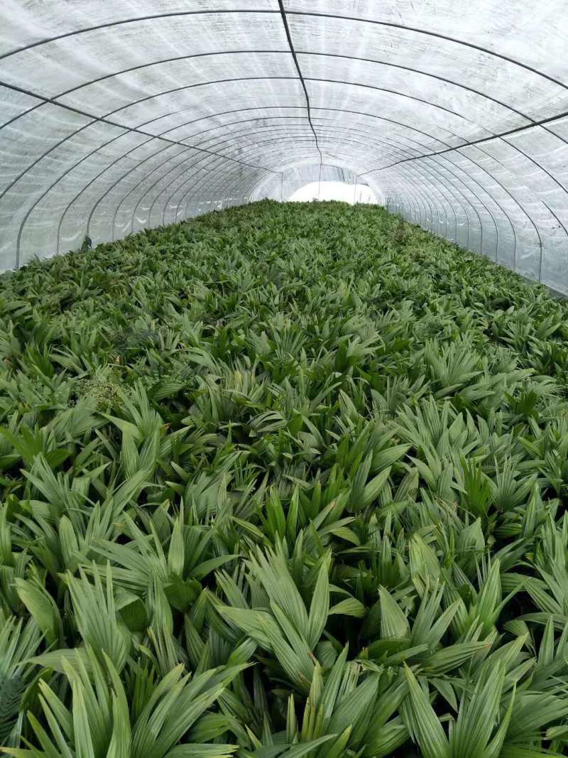 蒲葵批发小蒲葵基地供应蒲葵杯苗工程苗子