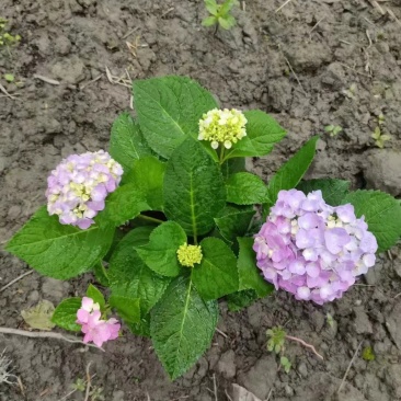 绣球八仙花批发无尽夏杯苗供应绣球工程苗绣球小杯大杯