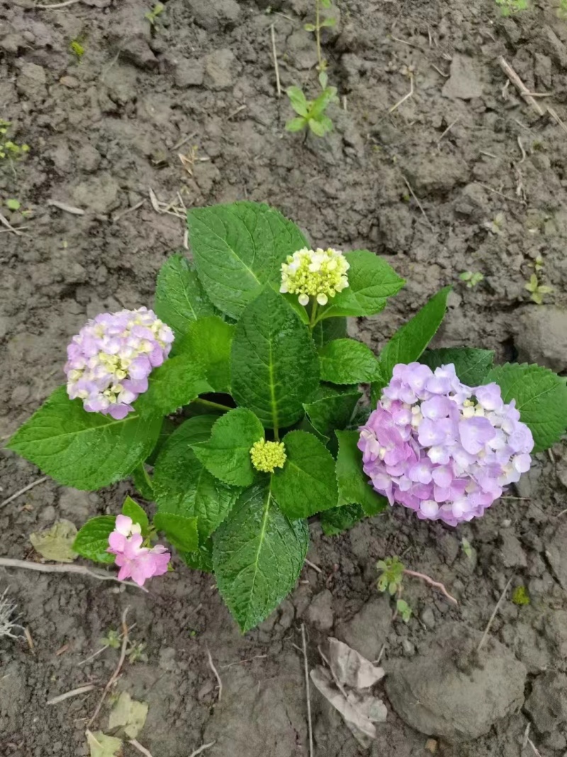 绣球八仙花批发无尽夏杯苗供应绣球工程苗绣球小杯大杯