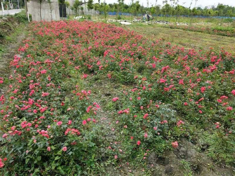 月季工程苗月季批发基地藤本月季地被月季杯苗月季