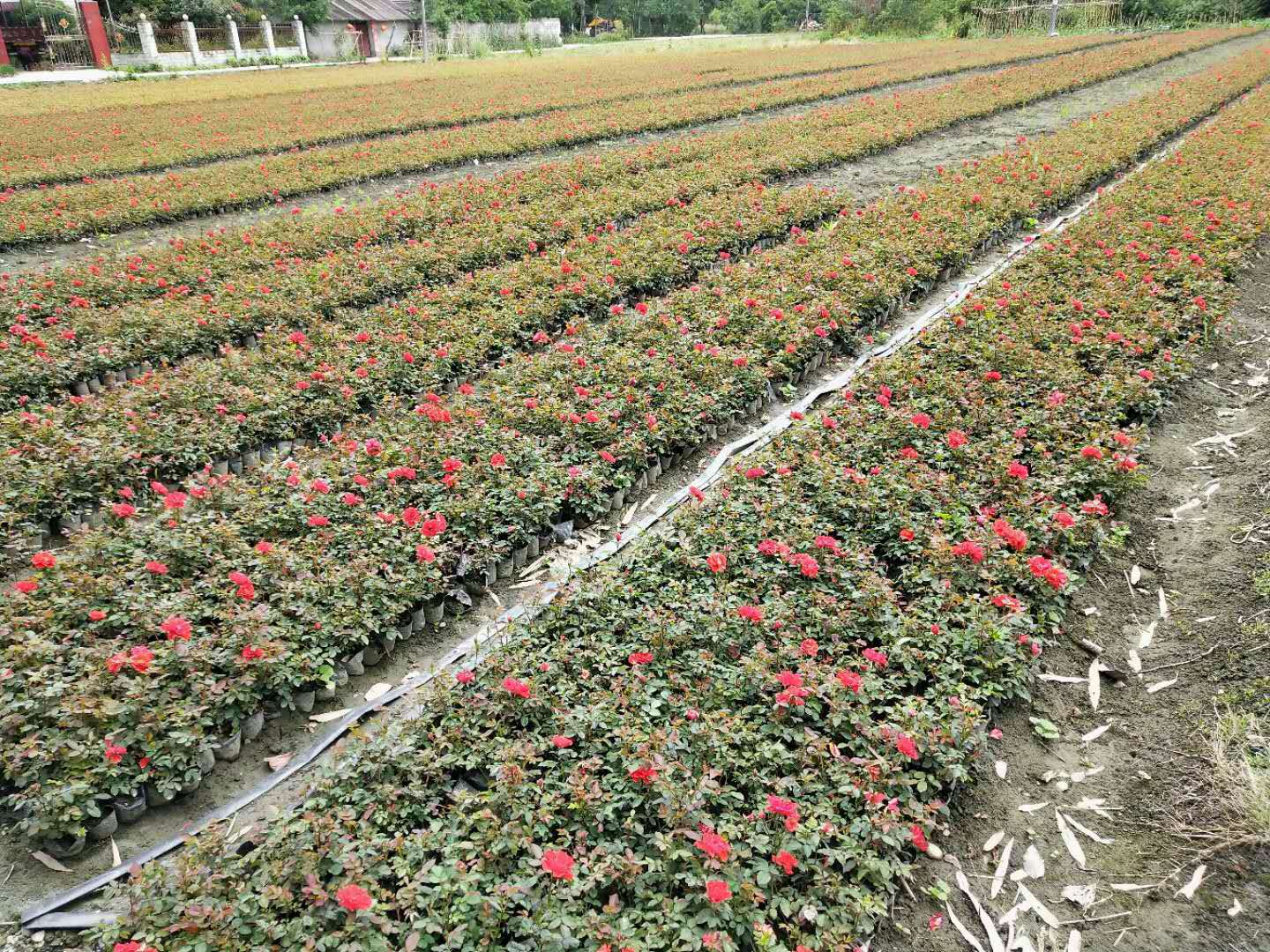 红宝石地被月季苗圃种植场景