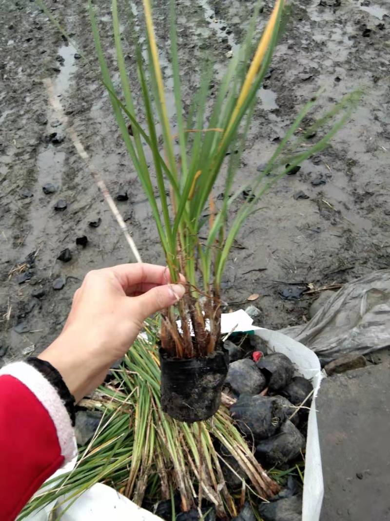 紫娇花杯苗出售紫娇花工程苗紫娇花地苗供应