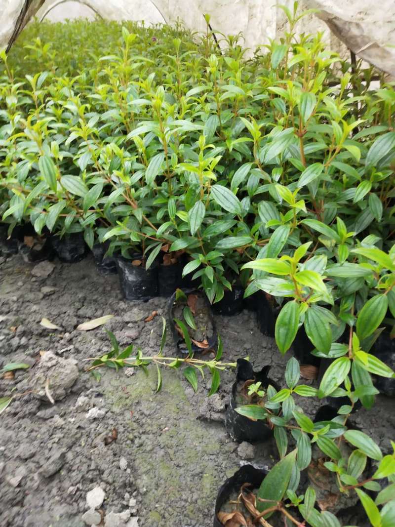 紫牡丹工程小苗巴西野牡丹杯苗大杯小杯出售