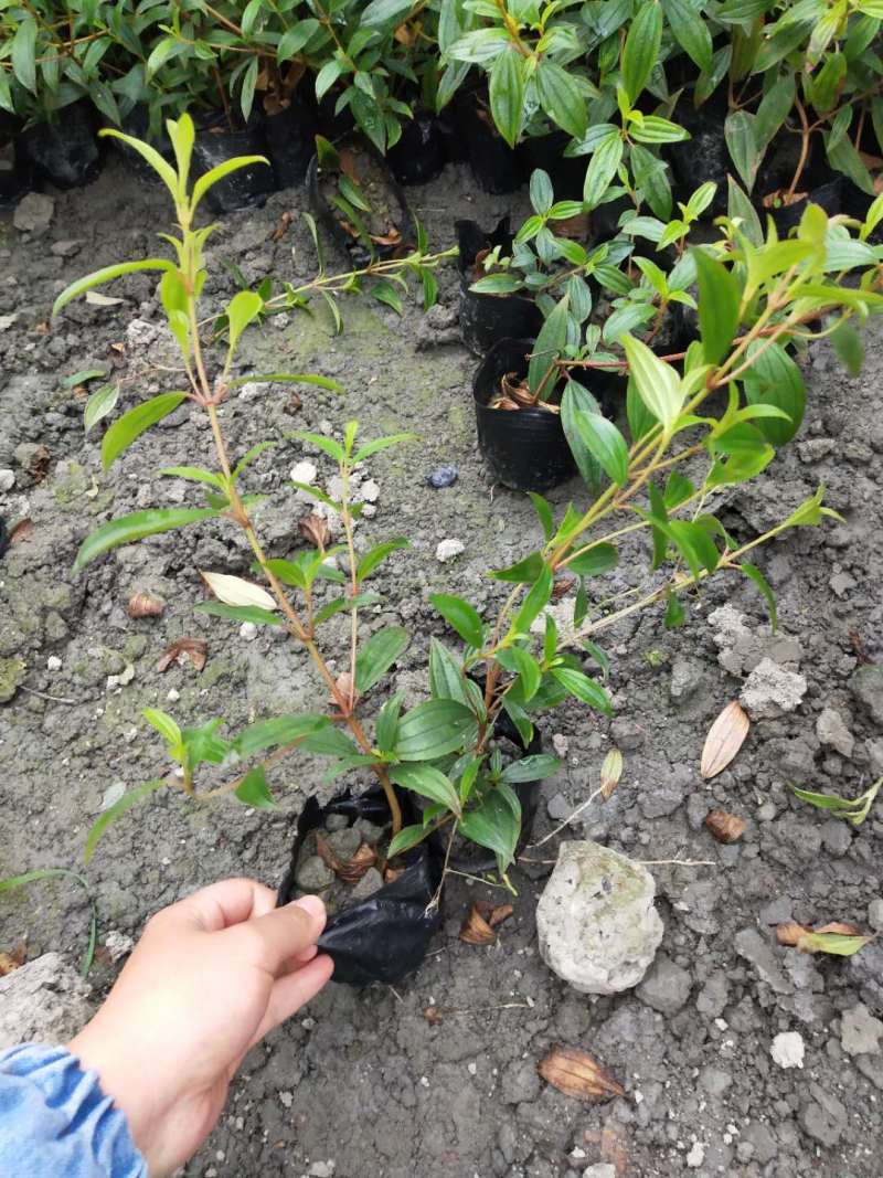 紫牡丹工程小苗巴西野牡丹杯苗大杯小杯出售