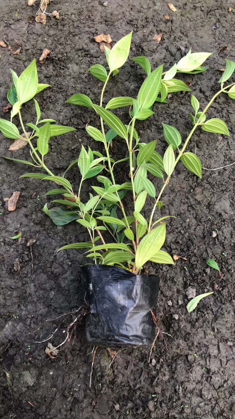 紫牡丹工程小苗巴西野牡丹杯苗大杯小杯出售