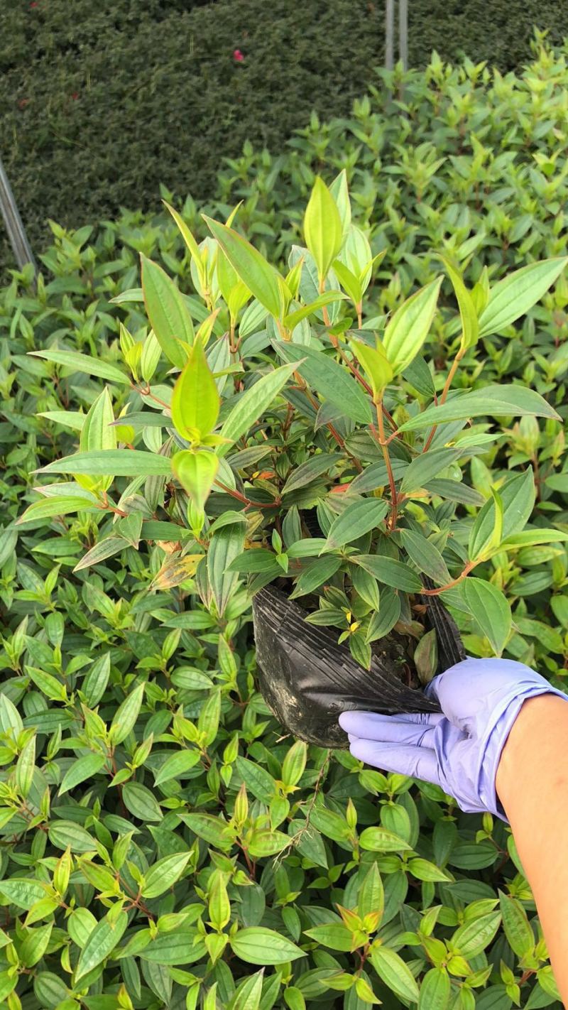 紫牡丹工程小苗巴西野牡丹杯苗大杯小杯出售