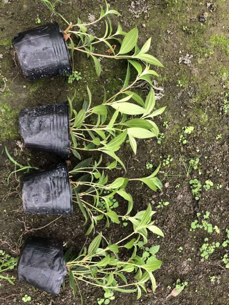 紫牡丹工程小苗巴西野牡丹杯苗大杯小杯出售