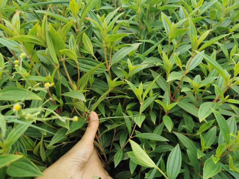 紫牡丹工程小苗巴西野牡丹杯苗大杯小杯出售