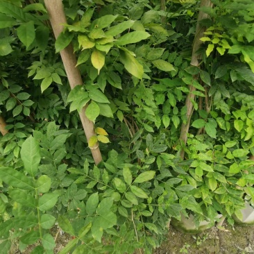 紫藤批发出售紫藤基地紫藤袋苗供应老桩紫藤价格