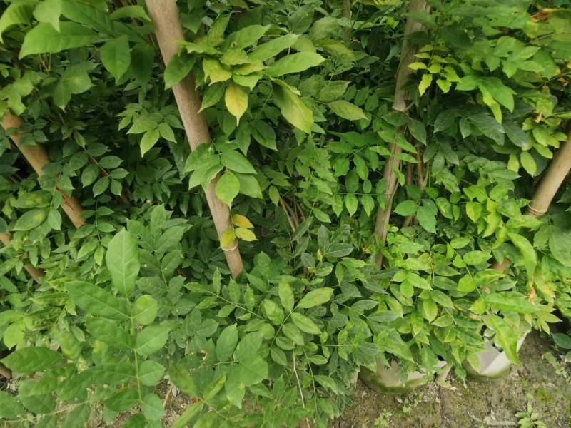 紫藤批发出售紫藤基地紫藤袋苗供应老桩紫藤价格