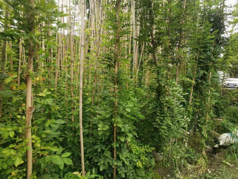 紫藤批发出售紫藤基地紫藤袋苗供应老桩紫藤价格