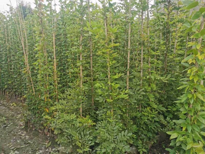 紫藤批发出售紫藤基地紫藤袋苗供应老桩紫藤价格