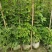 紫藤批发出售紫藤基地紫藤袋苗供应老桩紫藤价格