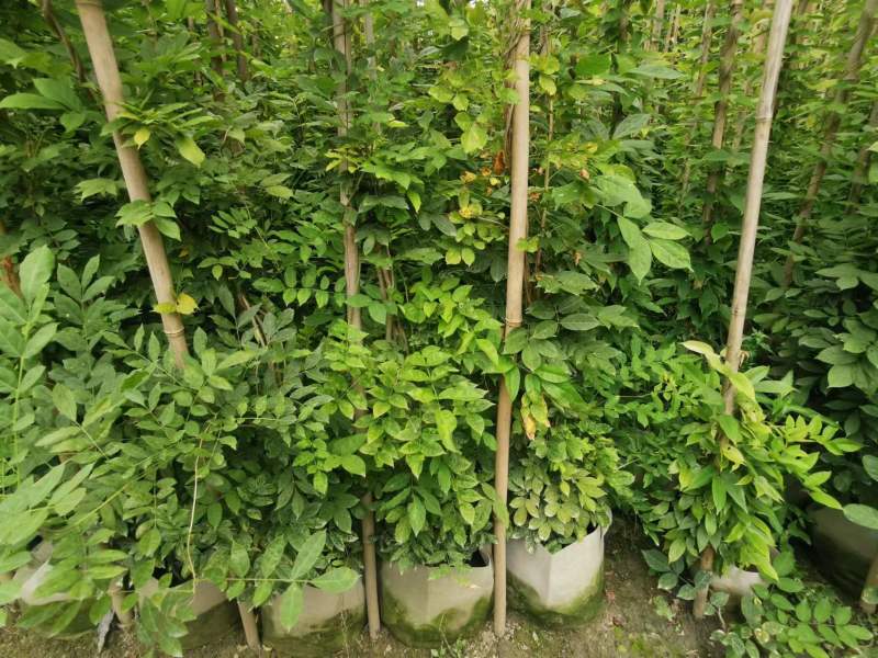 紫藤批发出售紫藤基地紫藤袋苗供应老桩紫藤价格