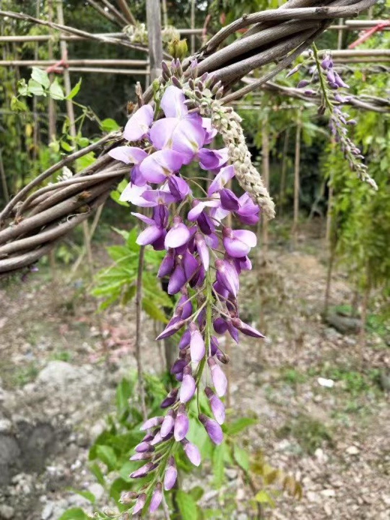 紫藤批发出售紫藤基地紫藤袋苗供应老桩紫藤价格