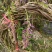 紫藤批发出售紫藤基地紫藤袋苗供应老桩紫藤价格