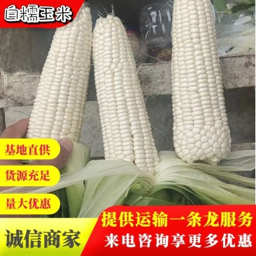 四川，白糯玉米，万糯2000，大量走货欢迎电商