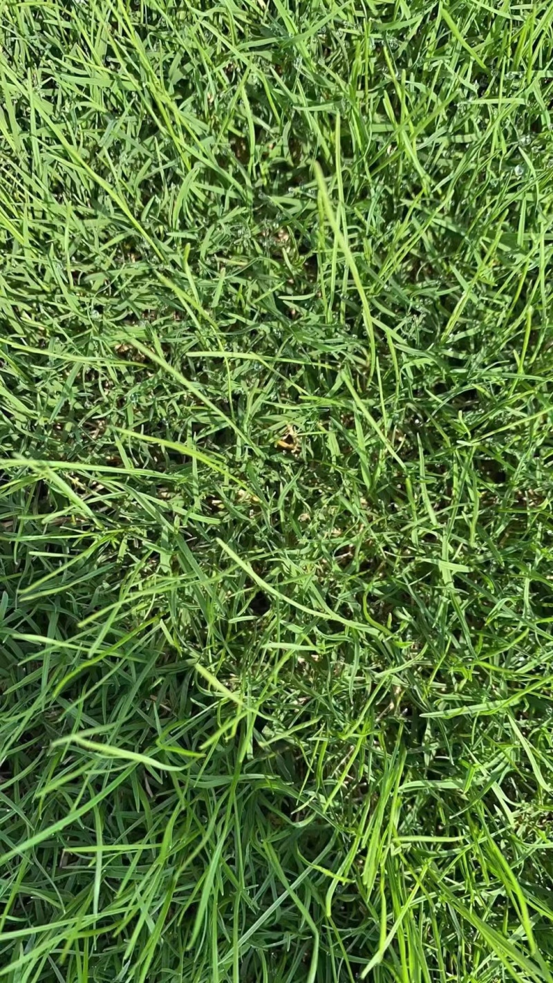 【推荐】马尼拉草坪草地被草坪江苏基地直发欢迎电联