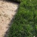 【地被草坪】百慕大草坪草精品货源江苏基地发货欢迎咨询