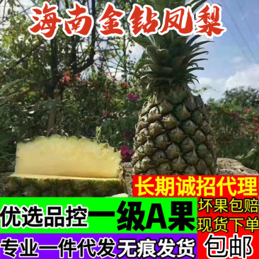 海南金钻凤梨5斤新鲜当季水果手撕凤梨菠萝一件代发