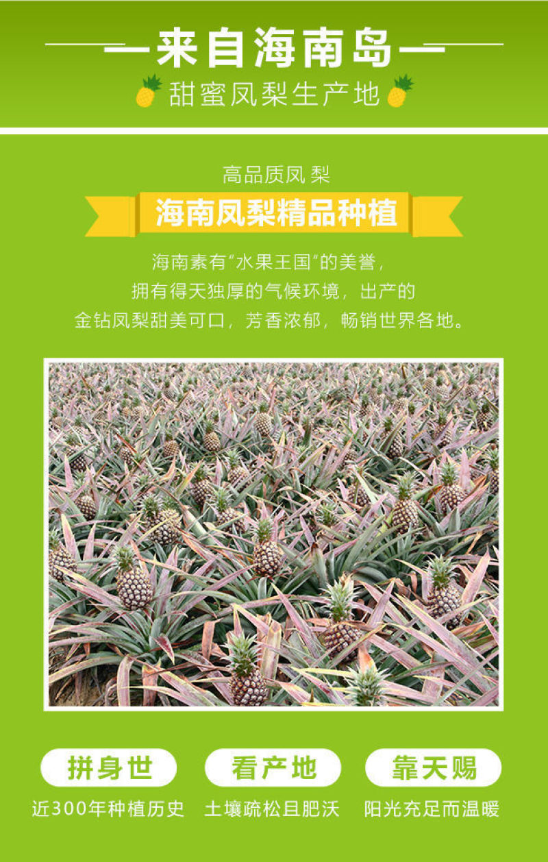 海南金钻凤梨5斤新鲜当季水果手撕凤梨菠萝一件代发