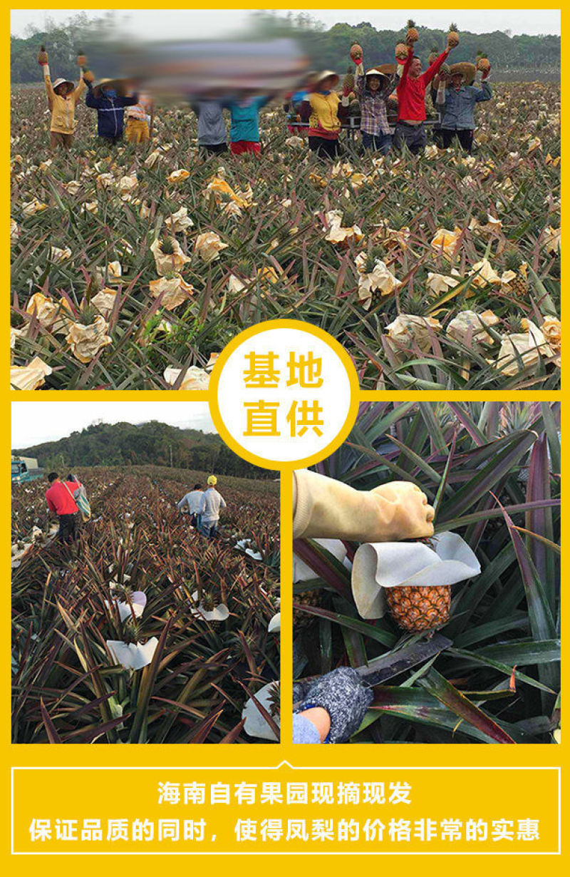 海南金钻凤梨5斤新鲜当季水果手撕凤梨菠萝一件代发