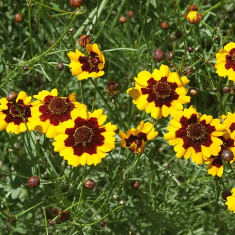 多年生蛇目菊种子花种籽子四季室外易种春播庭院开花耐寒花卉