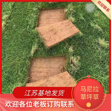 【推荐】马尼拉草坪草地被草坪江苏基地直发欢迎电联