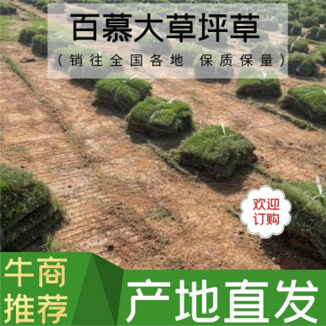 【地被草坪】百慕大草坪草精品货源江苏基地发货欢迎咨询