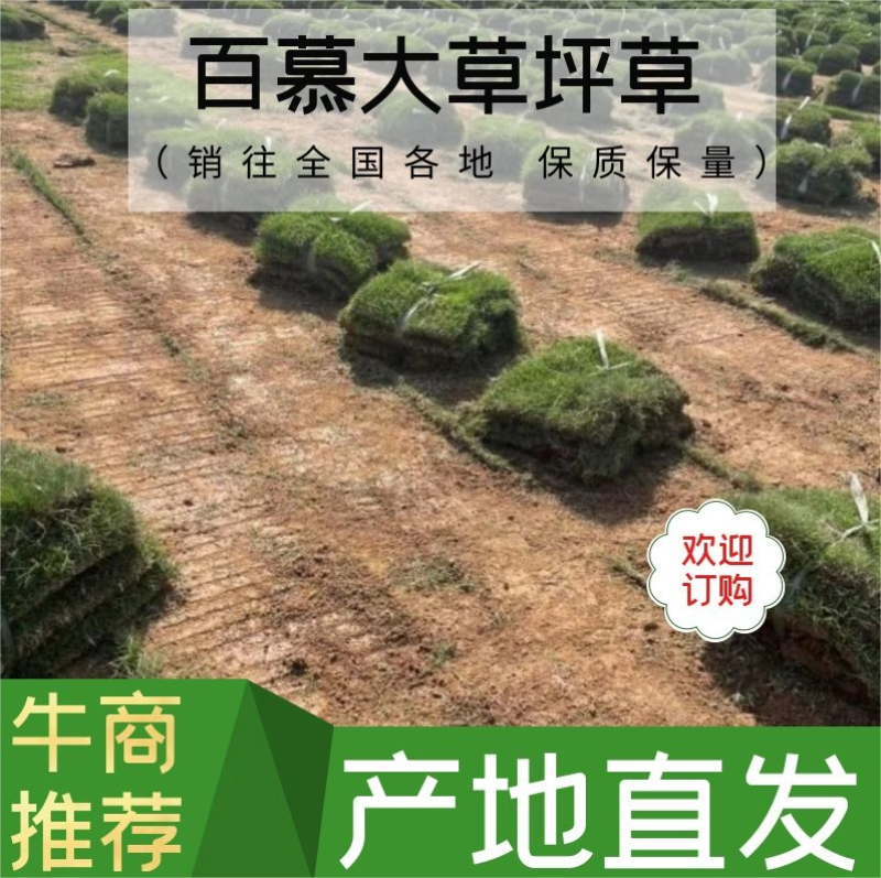 【地被草坪】百慕大草坪草精品货源江苏基地发货欢迎咨询