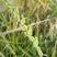 棒棒草种子小龙虾养殖水草苦梗草菵草水粺籽耐寒低温水草种