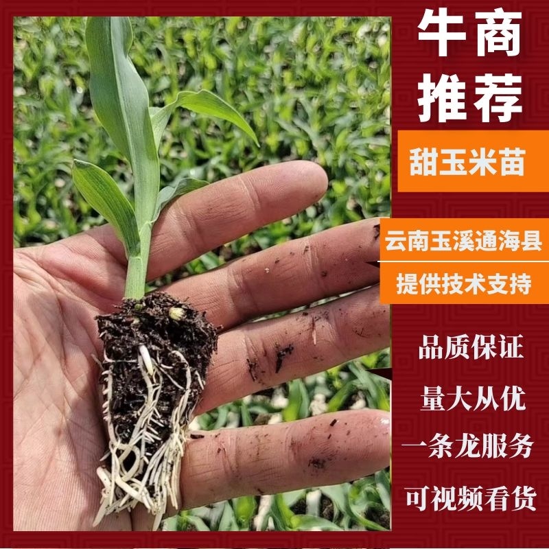 玉米苗，甜玉米苗货源充足稳定，成活率高，提供技术支持
