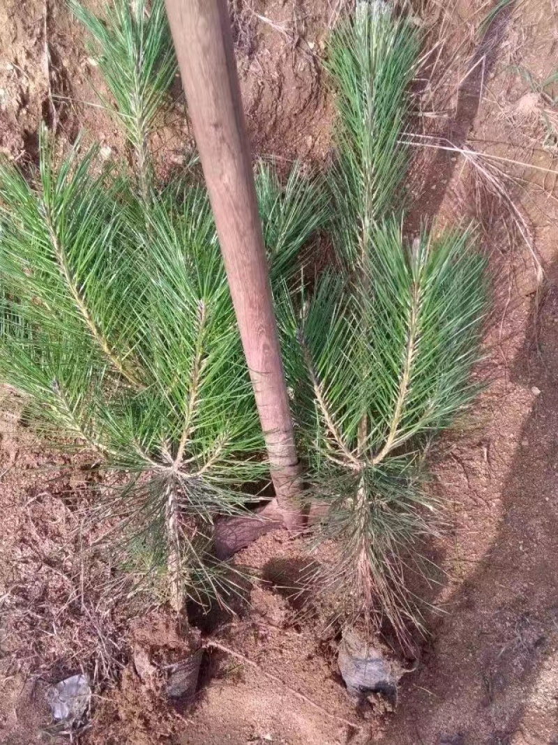 【牛商推荐】黑松袋苗山东黑松苗基地直发好成活量大从优