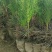 【牛商推荐】黑松袋苗山东黑松苗基地直发好成活量大从优