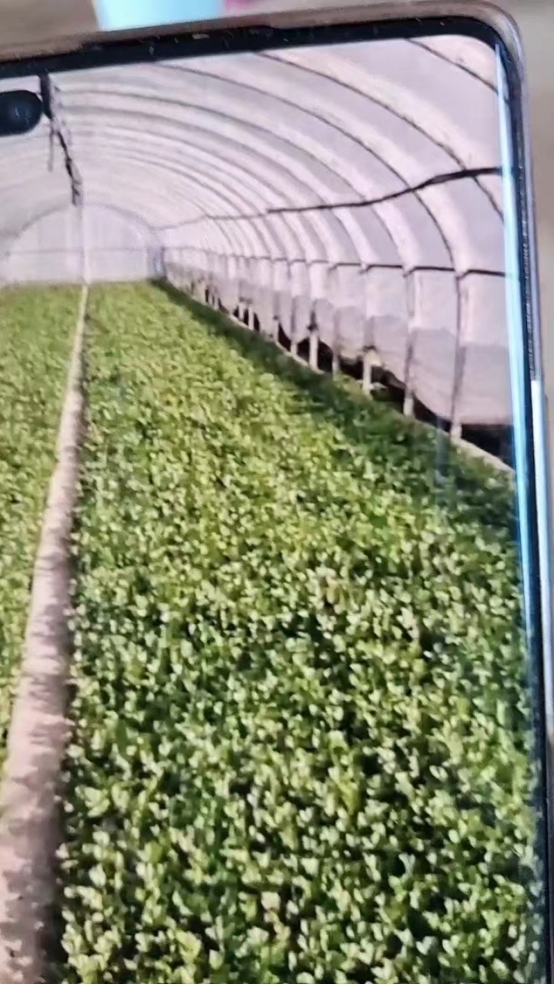 娃娃菜苗产地直发，长期供货，欢迎选购，联系优惠，品质好